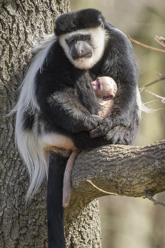 Gueréze pláštíkové se narodilo v pražské zoo miminko.