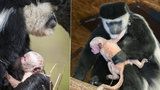 Radost v pražské zoo: Gueréze Lucii se narodilo miminko! Roztomilou opičku ostatním hned půjčila