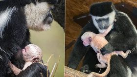 Opičí mámě Lucii se narodilo malé miminko.