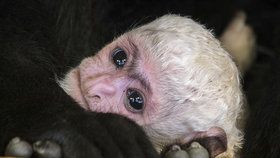 Mládě guerézy pláštíkové, které v sobotu na zahájení 88. sezóny Zoo Praha dostalo jméno Lopi, už není ve skupině nejmladší. Jeho místo zaujal tento benjamínek, který přišel na svět ve středu ráno.