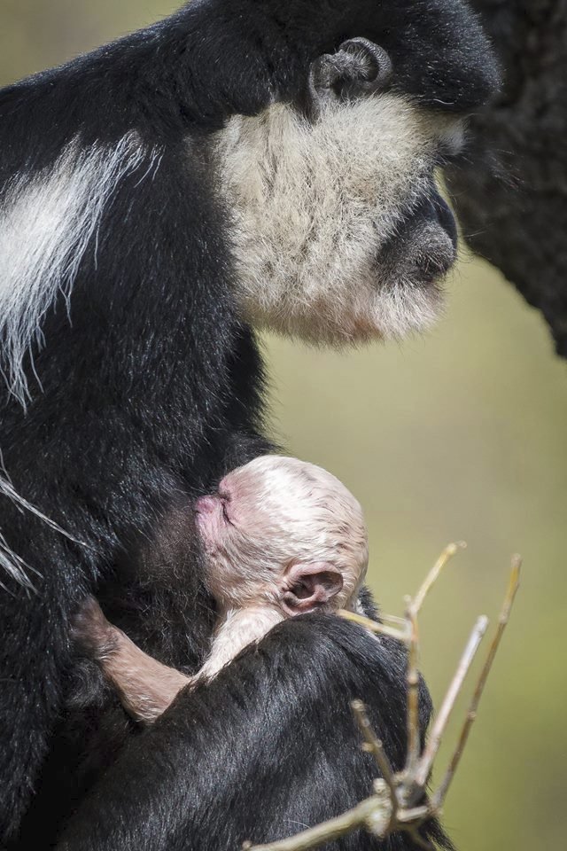 Gueréze pláštíkové se narodilo v pražské zoo miminko.