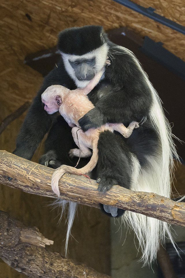 Gueréze pláštíkové se narodilo v pražské zoo miminko.