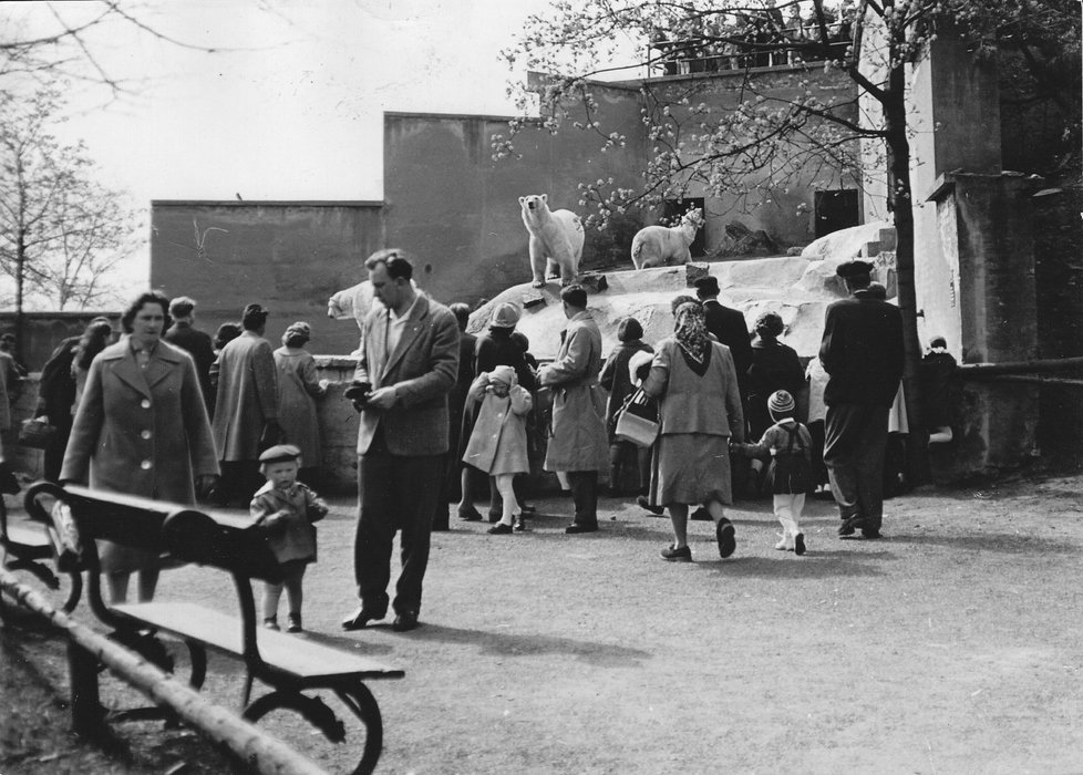 Stávající expozice ledních medvědů pochází z roku 1931.