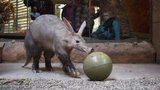 Hrabáč Draco dostal k Vánocům červy v míči: Co dostanou gorily nebo varani?