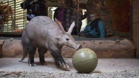 Kulatiny v Zoo Praha: Hrabáč Draco oslavil 10 let, popřál mu herec Táborský