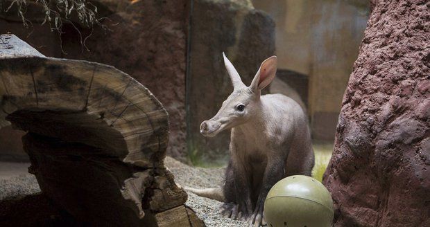 Hrabáč Draco bude mít o víkendu narozeninovou oslavu.