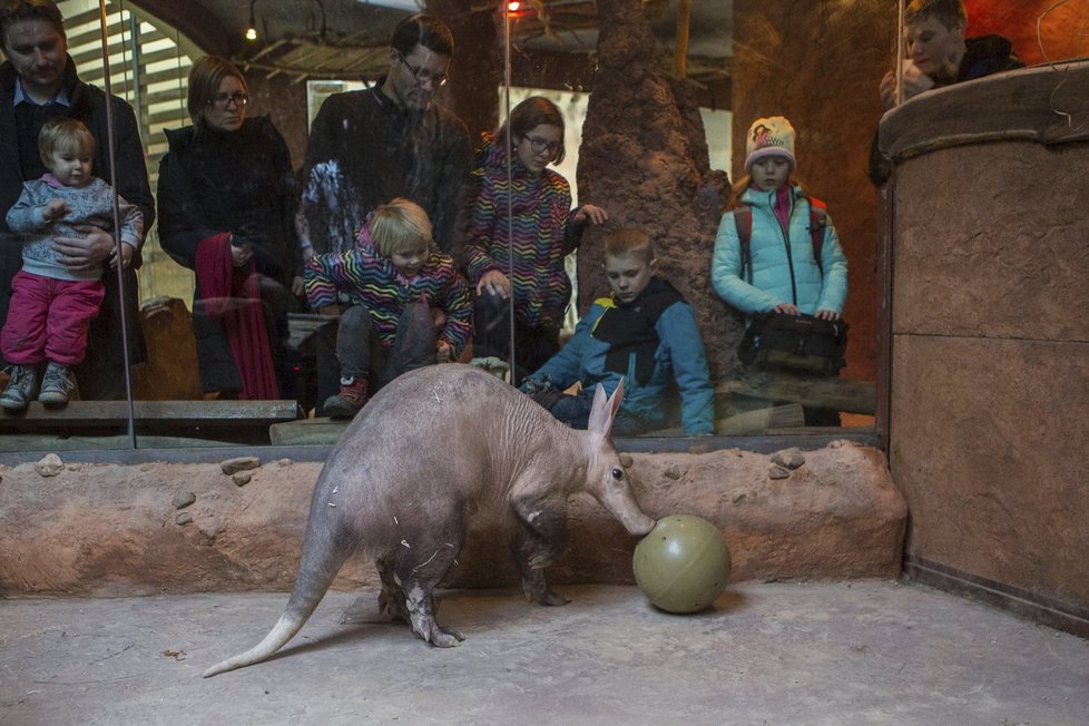 Hrabáč Draco se nemá v ZOO špatně.