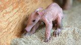 Už je na světě! Samice Kvída v pražské zoo porodila malého hrabáčka, první týden rozhodne