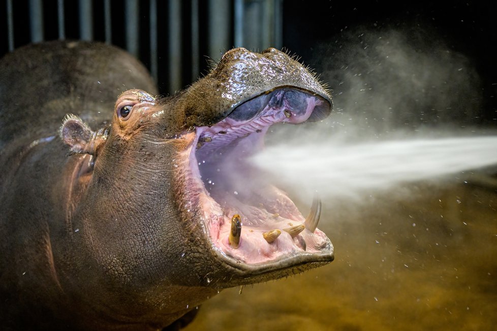 Hroch Tchéco při čištění zubů.