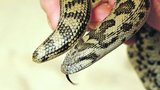 Zoo Praha chová hada, který je předobrazem bájného červa: Kdo je děsivý zabiják olgoj chorchoj?