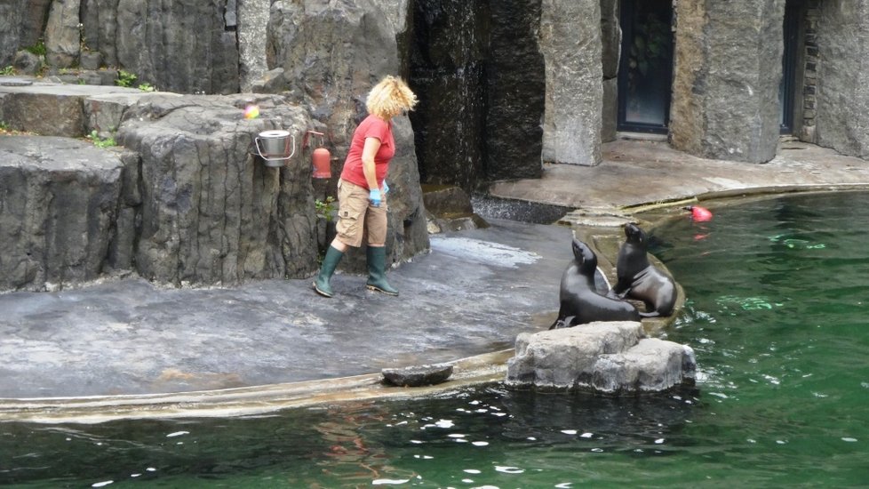 V pražské zoo se na začátku školního roku mohli diváci podívat, jak se učí zvířata.