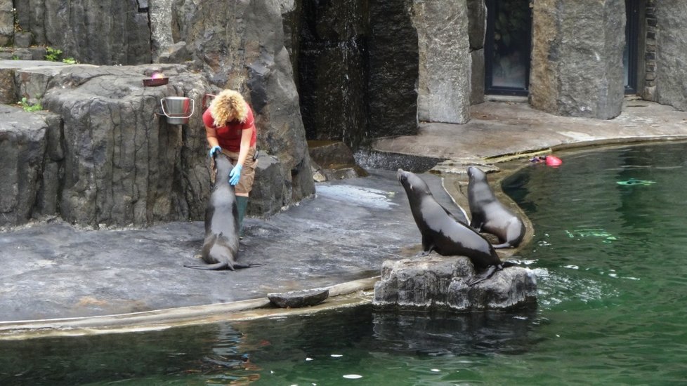 V pražské zoo se na začátku školního roku mohli diváci podívat, jak se učí zvířata.