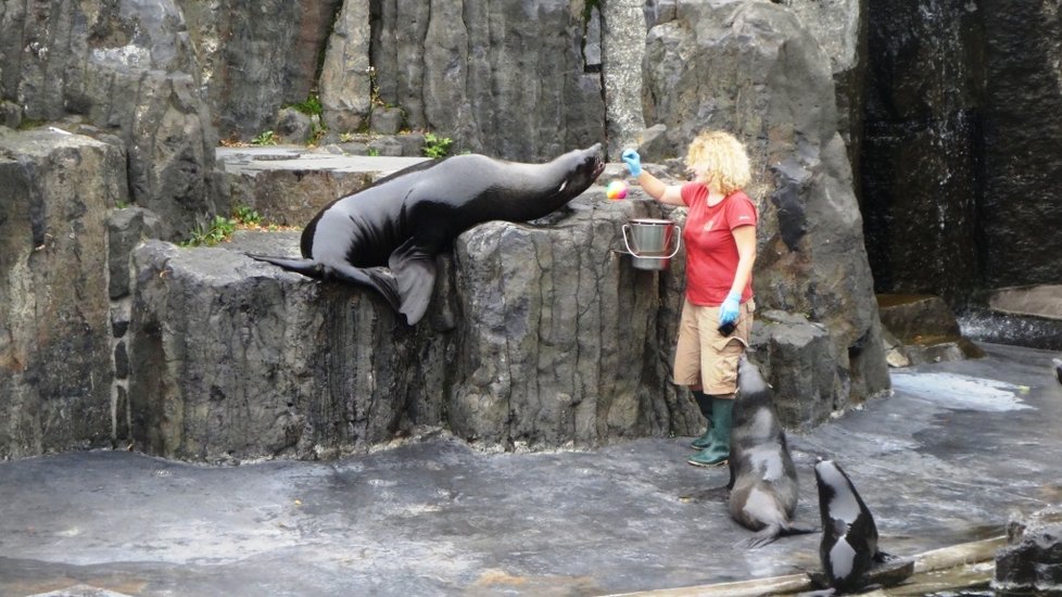 V pražské zoo se na začátku školního roku mohli diváci podívat, jak se učí zvířata.