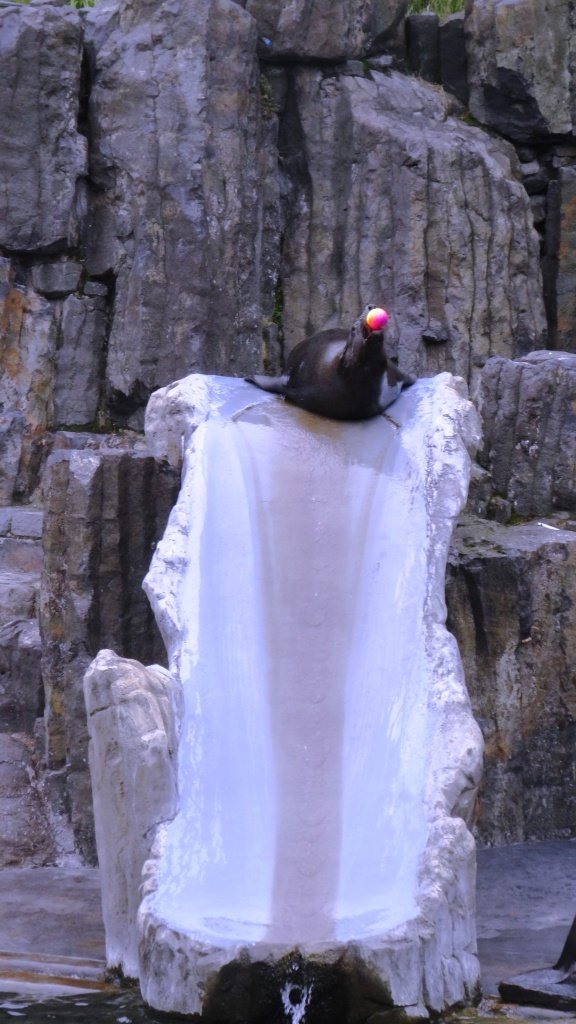 V pražské zoo se na začátku školního roku mohli diváci podívat, jak se učí zvířata.