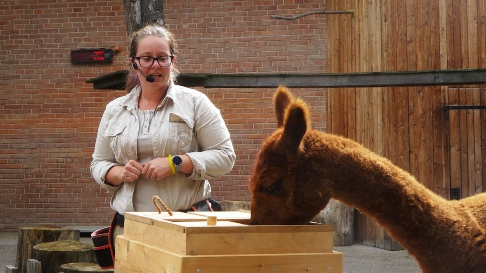 V pražské zoo se na začátku školního roku mohli diváci podívat, jak se učí zvířata.