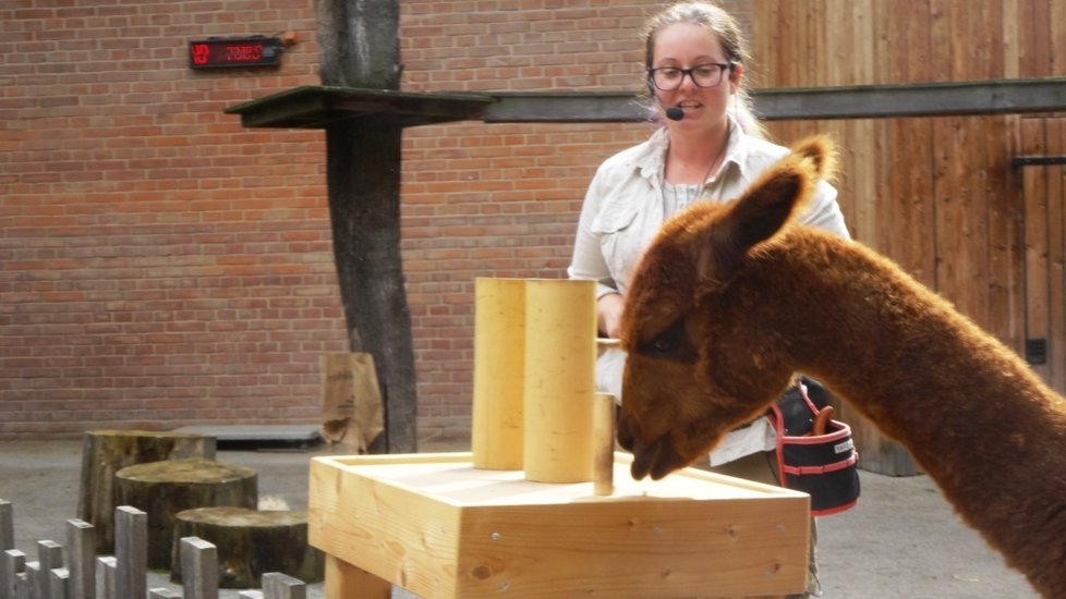 V pražské zoo se na začátku školního roku mohli diváci podívat, jak se učí zvířata.