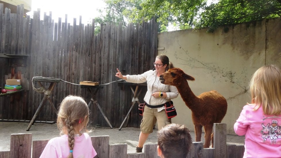 V pražské zoo se na začátku školního roku mohli diváci podívat, jak se učí zvířata.