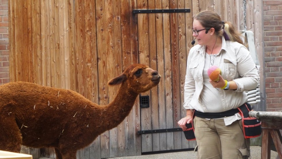 V pražské zoo se na začátku školního roku mohli diváci podívat, jak se učí zvířata.