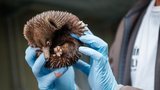 Mládě ježury v pražské zoo roste jako z vody. Dostalo „okřídlené“ jméno po hokejistovi