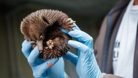 V Zoo Praha se počátkem dubna vylíhlo mládě ježury australské.  Návštěvníci ho budou moci poprvé po vylíhnutí vidět při pravidelném vážení během pravidelného vážení. 26. srpna mělo 770 gramů.