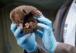 V Zoo Praha se počátkem dubna vylíhlo mládě ježury australské.  Návštěvníci ho budou moci poprvé po vylíhnutí vidět při pravidelném vážení během pravidelného vážení. 26. srpna mělo 770 gramů.