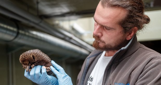 V Zoo Praha se počátkem dubna vylíhlo mládě ježury australské.  Návštěvníci ho budou moci poprvé po vylíhnutí vidět při pravidelném vážení během pravidelného vážení. 26. srpna mělo 770 gramů.