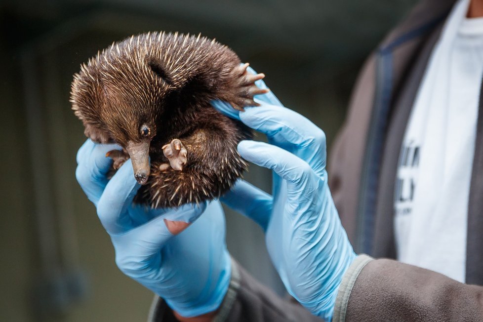 V Zoo Praha se počátkem dubna vylíhlo mládě ježury australské.  Návštěvníci ho budou moci poprvé po vylíhnutí vidět při pravidelném vážení během pravidelného vážení. 26. srpna mělo 770 gramů.