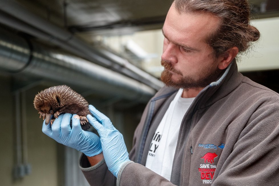 V Zoo Praha se počátkem dubna vylíhlo mládě ježury australské.  Návštěvníci ho budou moci poprvé po vylíhnutí vidět při pravidelném vážení během pravidelného vážení. 26. srpna mělo 770 gramů.