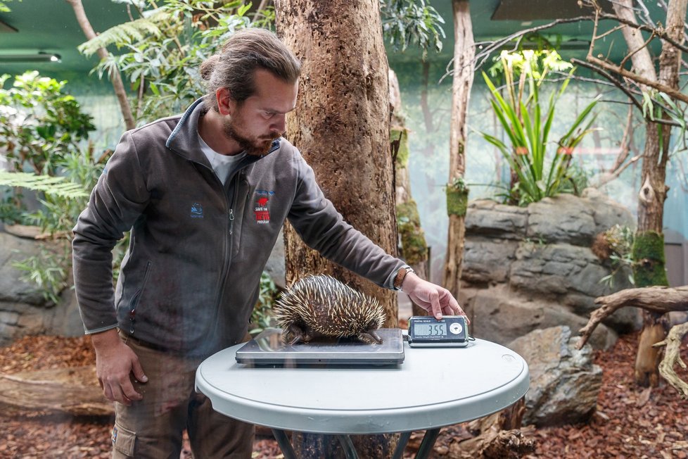 V Zoo Praha se počátkem dubna vylíhlo mládě ježury australské.  Návštěvníci ho budou moci poprvé po vylíhnutí vidět při pravidelném vážení během pravidelného vážení. 26. srpna mělo 770 gramů.