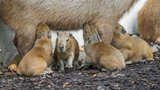 Roztomilá radost v Zoo Praha: Kapybaře Báře se narodila čtyřčata!