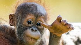 Orangutánek Kawi poprvé venku (9. května 2021).