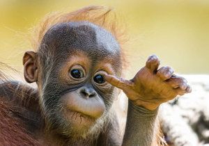 Orangutánek Kawi poprvé venku (9. května 2021).