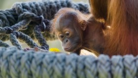 Orangutánek Kawi poprvé venku (9. května 2021).