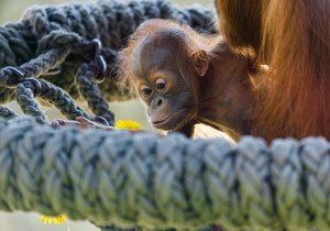 Orangutánek Kawi poprvé venku (9. května 2021).