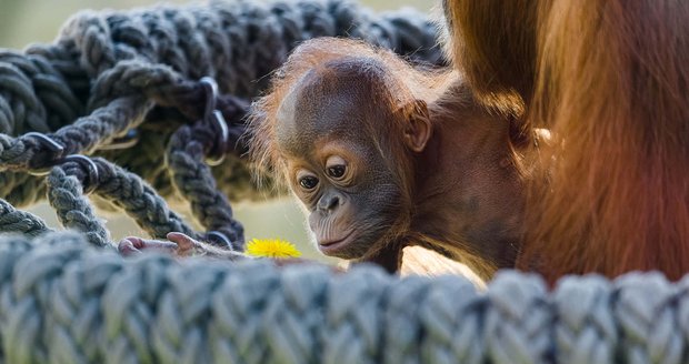 Vrchol roztomilosti v Zoo Praha: Orangutánek Kawi se poprvé vydal ven! Zvědavě očichával pampelišky