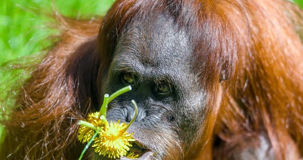 Orangutánek Kawi poprvé venku (9. května 2021).