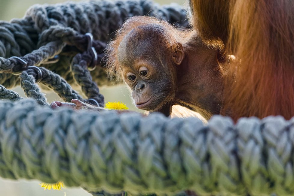 Orangutánek Kawi poprvé venku (9. května 2021).