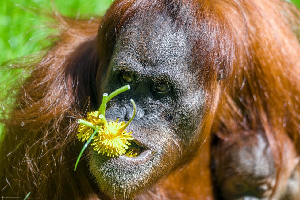 Orangutánek Kawi poprvé venku (9. května 2021).