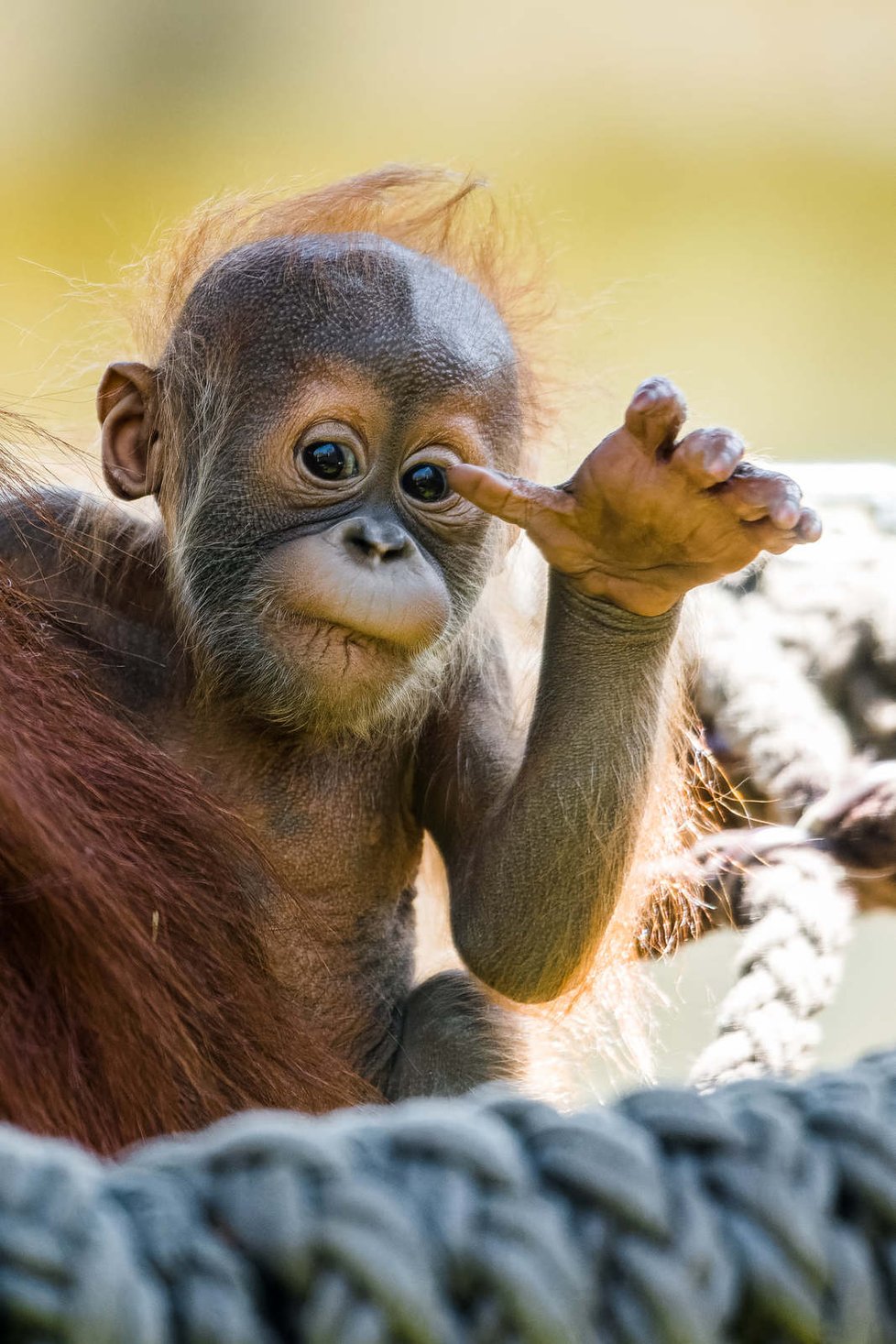 Orangutánek Kawi poprvé venku (9. května 2021).