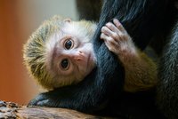 Radost v pražské zoo: Kočkodaní máma Anastasia porodila miminko!