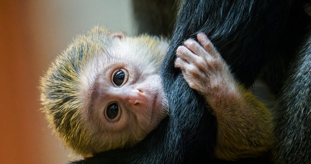 Radost v pražské zoo: Kočkodaní máma Anastasia porodila miminko! 