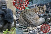 Covid-19 v pražské zoo: Nemocné šelmy dostávají antibiotika, Richardovi už je lépe
