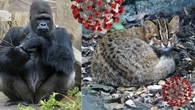 Po gorilách a lvech se v Zoo Praha nakazily koronavirem také kočky krátkouché.