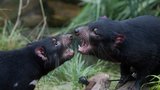 Obrovský smutek v Zoo Praha: Náhle uhynul samec ďábla medvědovitého Sumac. Co se stalo?