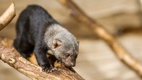  V pražské zoologické zahradě mohou návštěvníci pozorovat mláďata tayry neboli kuny brazilské. V zoo se na konci srpna poprvé narodila čtyřčata této šelmy. (16. listopadu 2021)