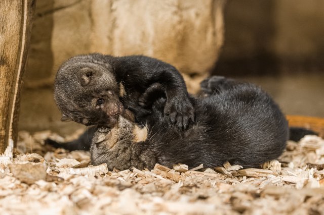 V pražské zoologické zahradě mohou návštěvníci pozorovat mláďata tayry neboli kuny brazilské. V zoo se na konci srpna poprvé narodila čtyřčata této šelmy. (16. listopadu 2021)