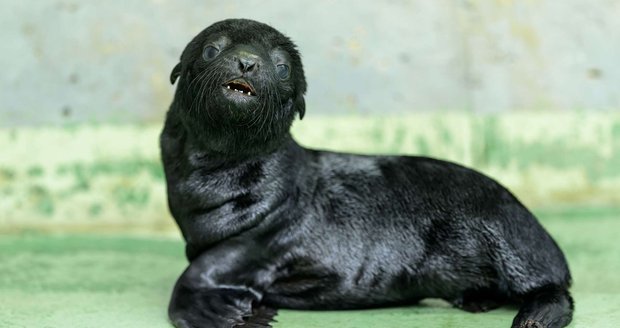 Lachtaní mládě narozené 5. června 2026 v Zoo Praha.