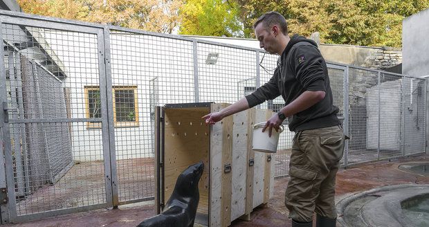 S Wendy trénoval nástup do transportní bedny její chovatel Jakub Mezei, tím pro ni nebyl přesun velkou zátěží.