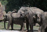 Zoo Praha oslaví Světový den slonů i padesátiny Shanti: Co všechno návštěvníky čeká?