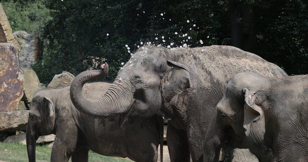Ledové ochlazení v Zoo Praha. Zvířata se rochnila v ledu.
